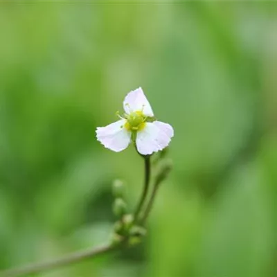 Topfgrösse 0.5 Liter - Gewöhnliches Pfeilkraut - Sagittaria sagittifolia