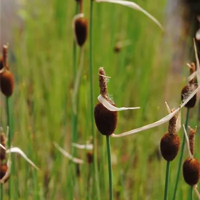 Topfgrösse 0.5 Liter - Kleiner Rohrkolben - Typha minima