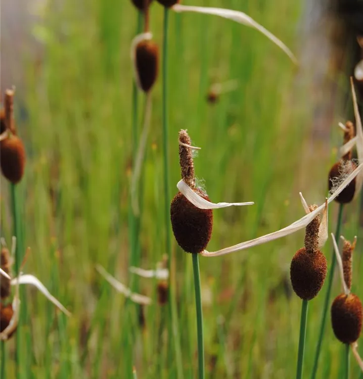 Kleiner Rohrkolben - Typha minima