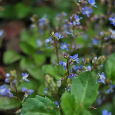 Topfgrösse 0.5 Liter - Bach-Ehrenpreis - Veronica beccabunga