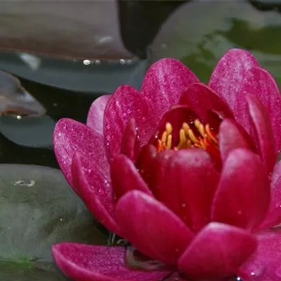 Topfgrösse 1 Liter - Garten-Seerose 'James Brydon' - Nymphaea 'James Brydon'