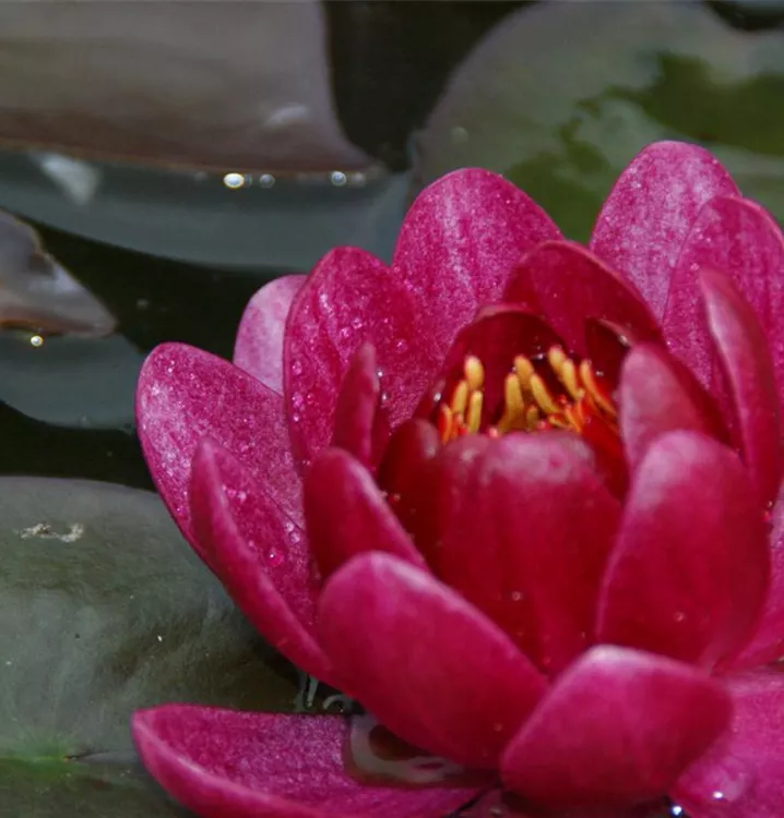 Garten-Seerose 'James Brydon' - Nymphaea 'James Brydon'