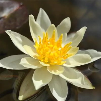 Topfgrösse 1 Liter - Garten-Seerose 'Marliacea Chromatella' - Nymphaea 'Marliacea Chromatella'