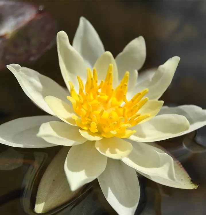 Nénuphar jaune 'Marliacea Chromatella'