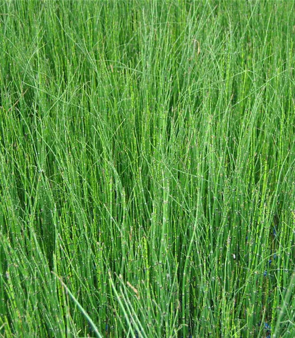 Equisetum hyemale