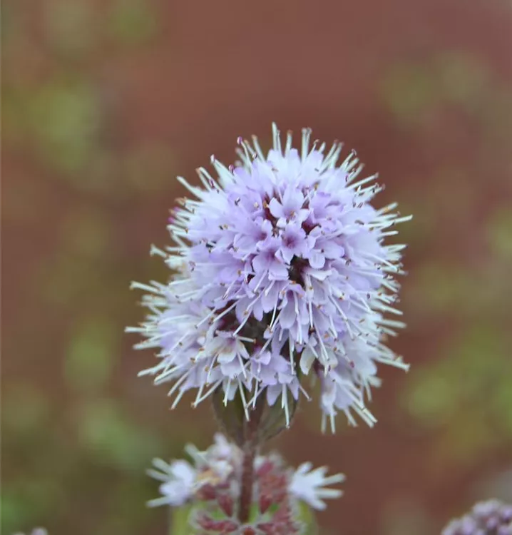 Wasserminze, Bachminze - Mentha aquatica