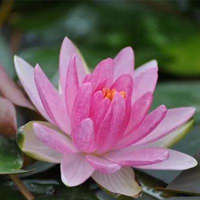 Topfgrösse 1 Liter - Garten-Seerose 'Laydekeri Lilacea' - Nymphaea 'Laydekeri Lilacea'