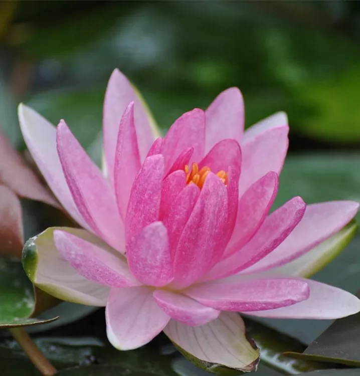 Garten-Seerose 'Laydekeri Lilacea' - Nymphaea 'Laydekeri Lilacea'