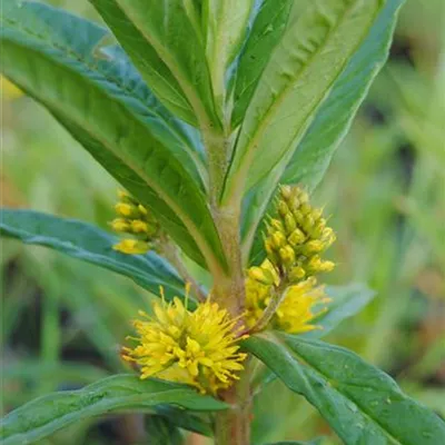 Topfgrösse 0.5 Liter - Strauss-Gilbweiderich - Lysimachia thyrsiflora