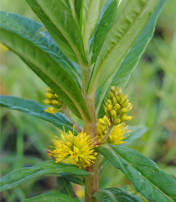 Lysimachia thyrsiflora