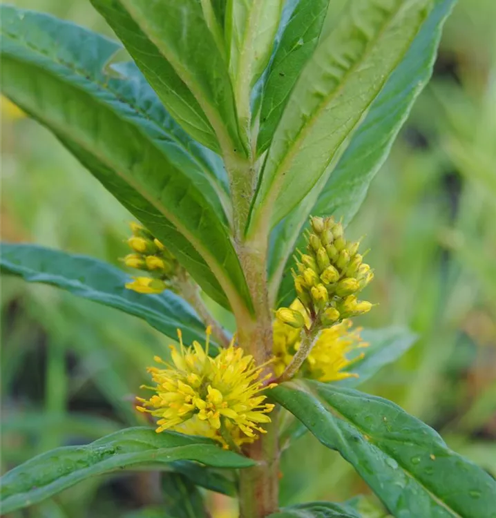 Strauss-Gilbweiderich - Lysimachia thyrsiflora