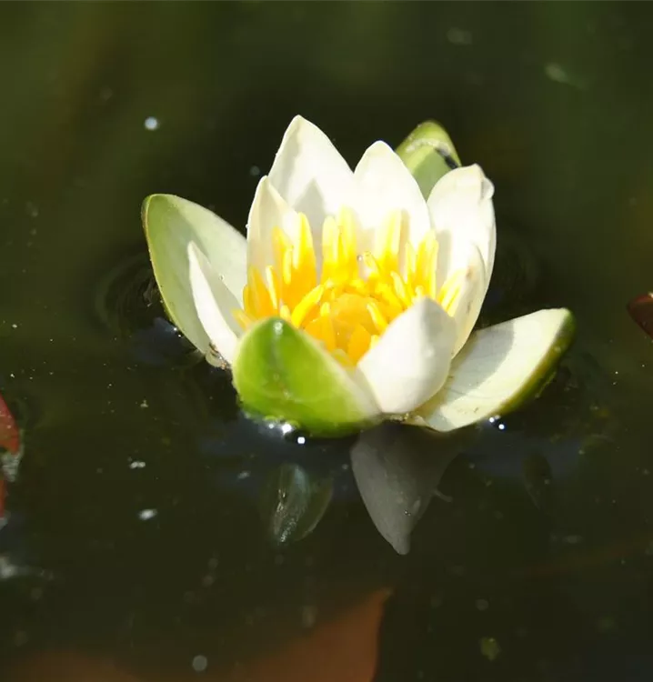 Nénuphar jaune 'Pygmaea Alba'