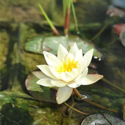 Topfgrösse 1 Liter - Zwerg-Seerose 'Pygmaea Helvola' - Nymphaea 'Pygmaea Helvola'