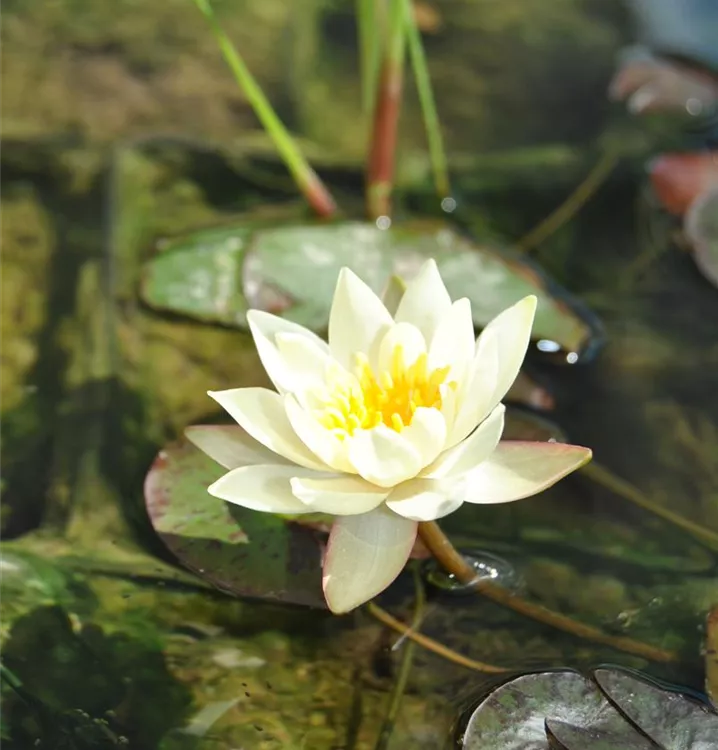 Zwerg-Seerose 'Pygmaea Helvola' - Nymphaea 'Pygmaea Helvola'