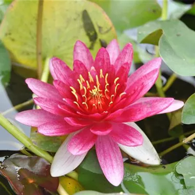 Topfgrösse 1 Liter - Zwerg-Seerose 'Pygmaea Rubra' - Nymphaea 'Pygmaea Rubra'