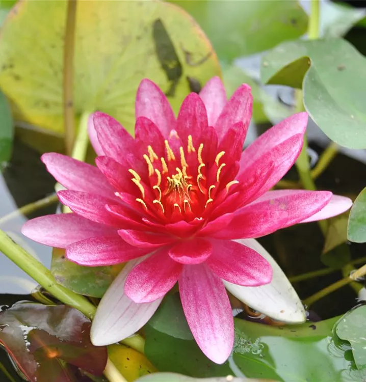 Zwerg-Seerose 'Pygmaea Rubra' - Nymphaea 'Pygmaea Rubra'