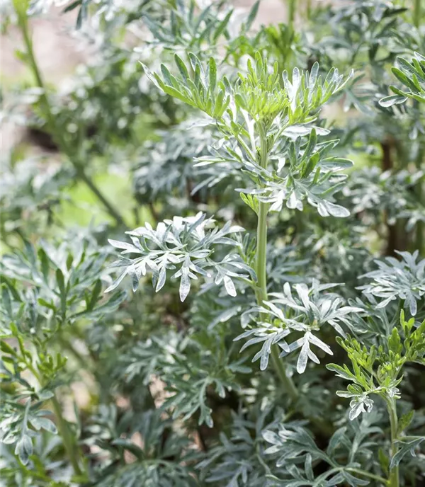 Artemisia vulgaris