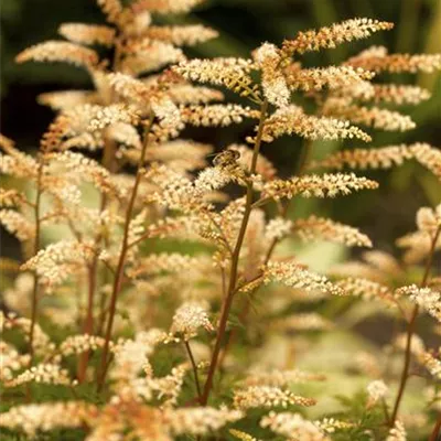 Topfgrösse 1 Liter - Geissbart - Aruncus aethusifolius