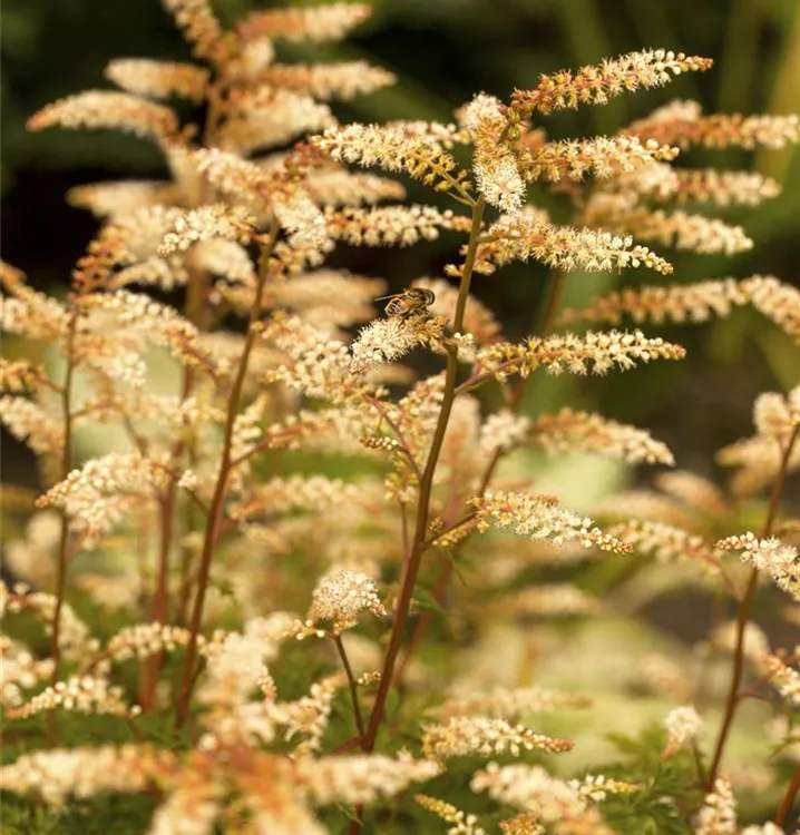 Geissbart - Aruncus aethusifolius