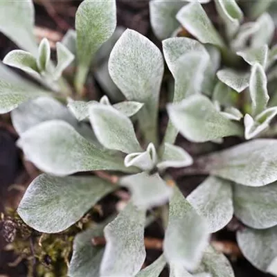 Topfgrösse 0.5 Liter - Katzenpfötchen - Antennaria dioica