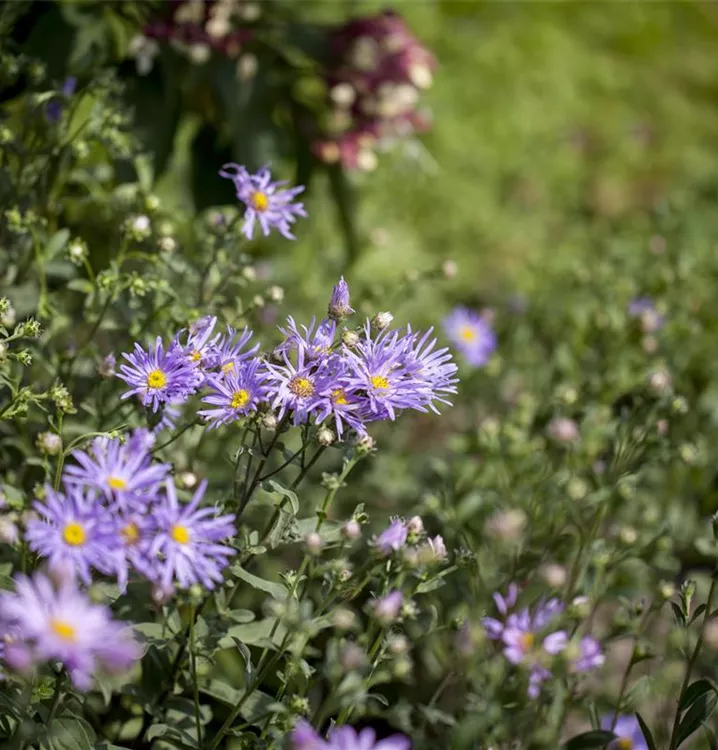 Aster 'Rudolf Goethe'