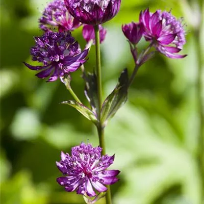 Topfgrösse 1 Liter - Grosse Sterndolde - Astrantia major