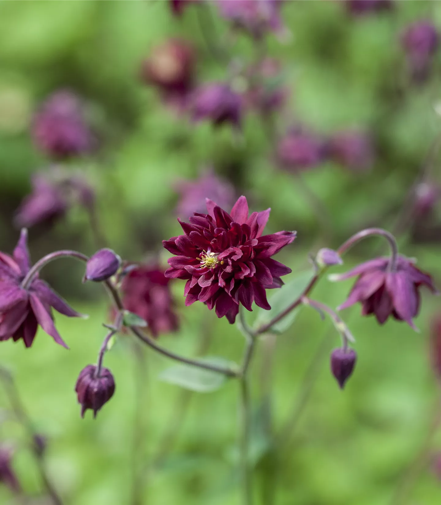 Aquilegia vulgaris 'Black Barlow'