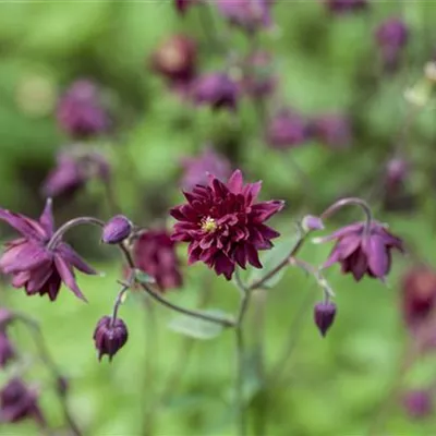 Topfgrösse 0.5 Liter - Garten-Akelei - Aquilegia vulgaris 'Black Barlow'