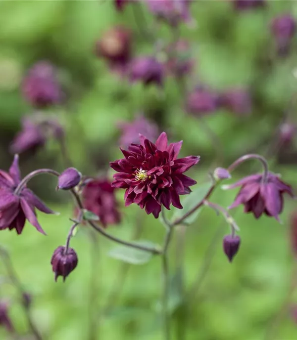 Aquilegia vulgaris 'Black Barlow'