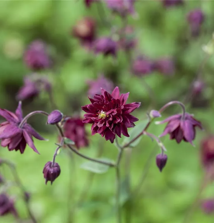 Garten-Akelei - Aquilegia vulgaris 'Black Barlow'