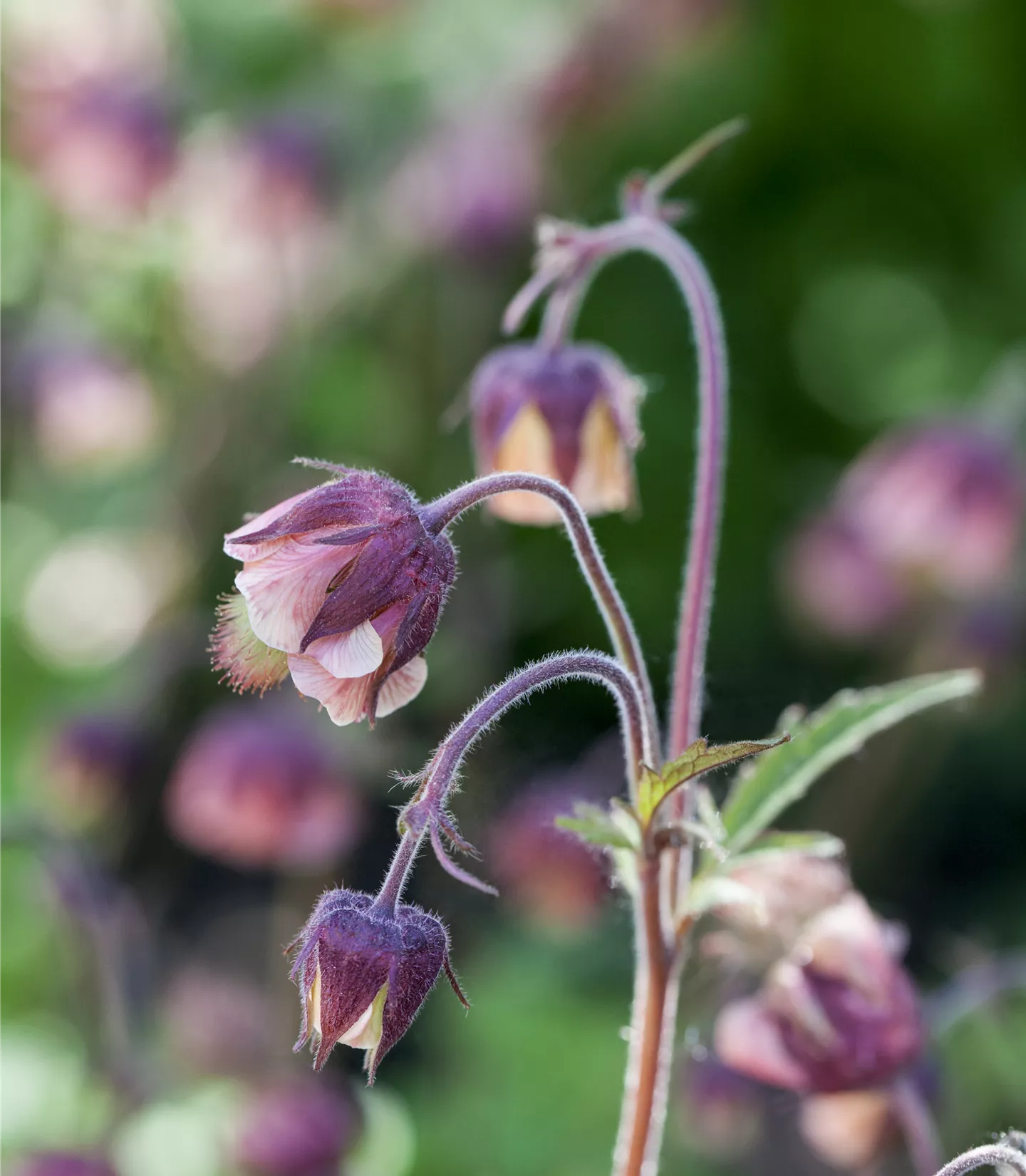 Geum rivale