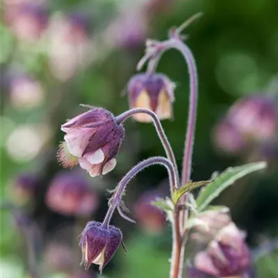 Topfgrösse 0.5 Liter - Bach-Nelkenwurz - Geum rivale