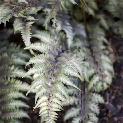 Topfgrösse 1 Liter - Frauenfarn - Athyrium niponicum 'Metallicum'