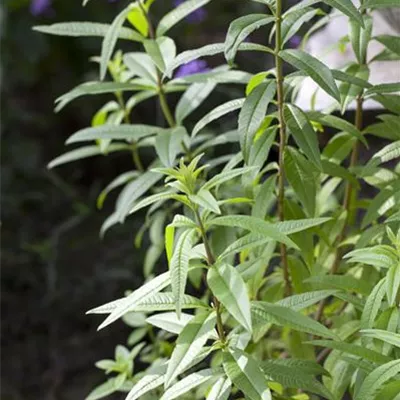 Topfgrösse 1 Liter - Zitronen-Verbene - Aloysia triphylla