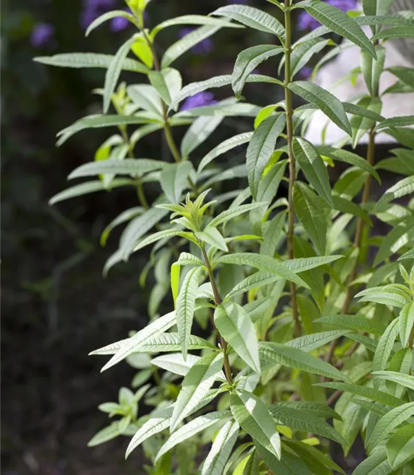 Aloysia triphylla