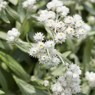 Topfgrösse 0.5 Liter - Staudenimmortelle - Anaphalis triplinervis