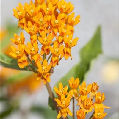 Topfgrösse 1 Liter - Seidenpflanze - Asclepias tuberosa