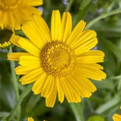 Topfgrösse 0.5 Liter - Ochsenauge - Buphthalmum salicifolium