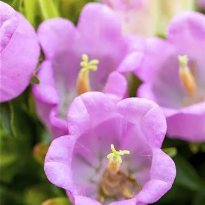 Topfgrösse 0.5 Liter - Zwergglockenblume - Campanula cochleariifolia