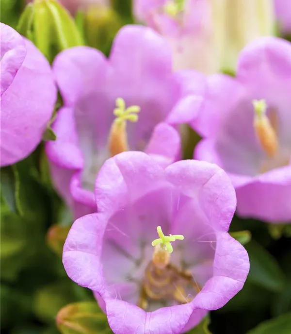 Campanula cochleariifolia