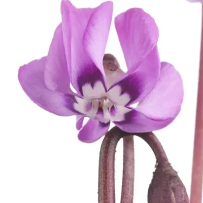 Topfgrösse 0.5 Liter - Alpenveilchen, Zyklamen - Cyclamen coum