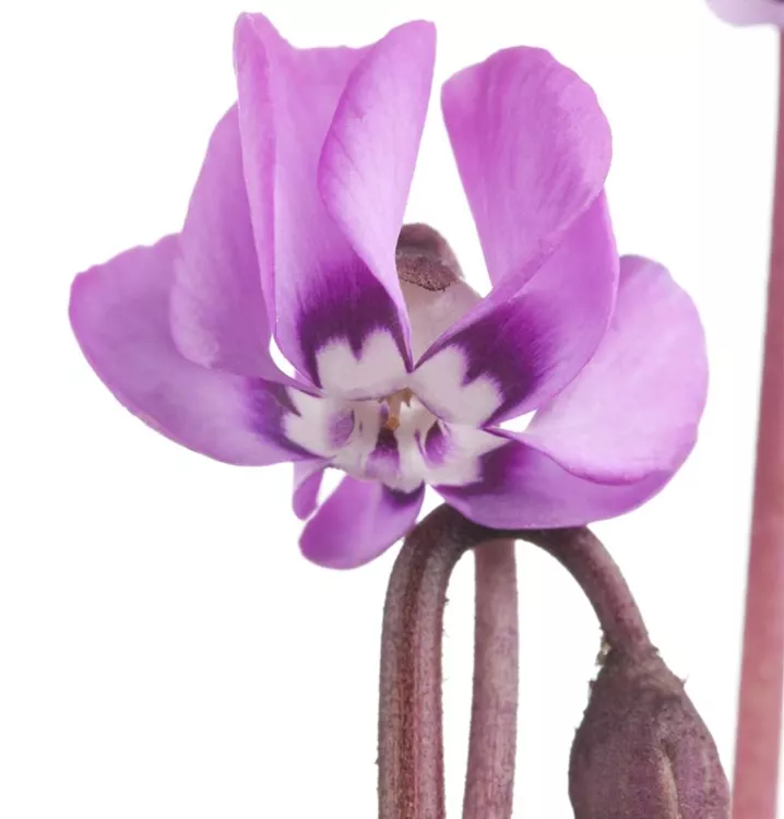 Alpenveilchen, Zyklamen - Cyclamen coum