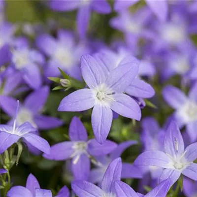 Topfgrösse 0.5 Liter - Glockenblume - Campanula garganica