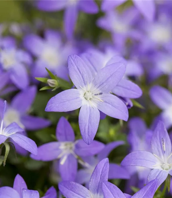 Campanula garganica