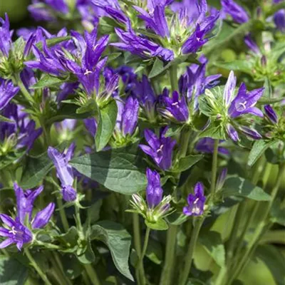 Topfgrösse 1 Liter - Glockenblume - Campanula glomerata 'Dahurica'