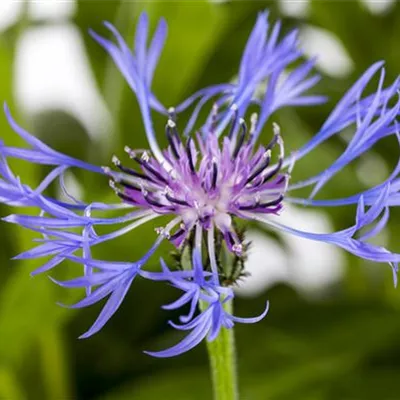 Topfgrösse 1 Liter - Bergflockenblume - Centaurea montana 'Grandiflora'