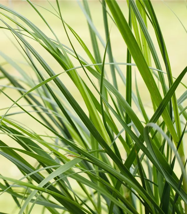 Cortaderia selloana 'Rosea'