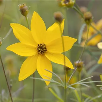 Topfgrösse 0.5 Liter - Mädchenauge - Coreopsis verticillata 'Grandiflora'