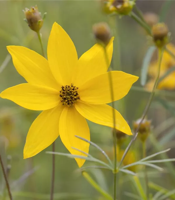 Coreopsis verticillata 'Grandiflora'