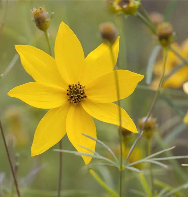 Mädchenauge - Coreopsis verticillata 'Grandiflora'